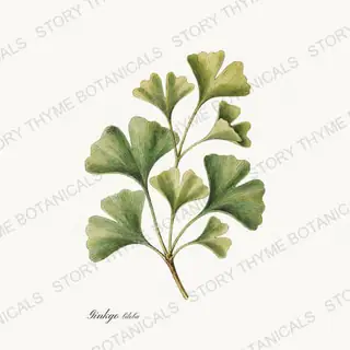 Ginkgo — vintage botanical Wildflowers & Meadow print on a white background