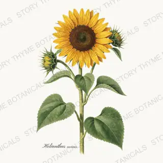 Sunflower — vintage botanical Wildflowers & Meadow print on a white background