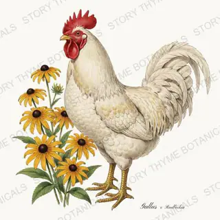 Rooster Black Eyed Susan — vintage botanical Wildflower Roosters print on a white background