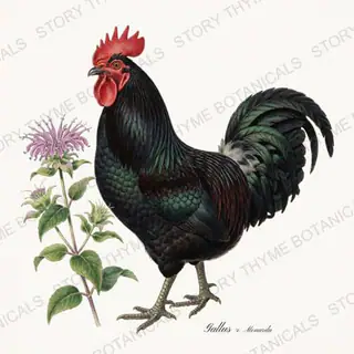 Rooster Bee Balm — vintage botanical Wildflower Roosters print on a white background