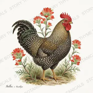 Rooster Paintbrush — vintage botanical Wildflower Roosters print on a white background