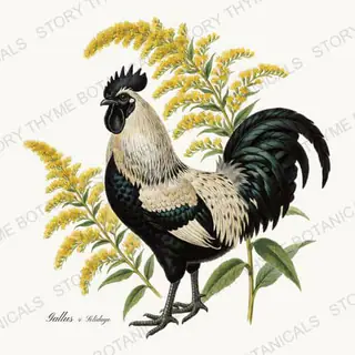 Rooster Goldenrod — vintage botanical Wildflower Roosters print on a white background