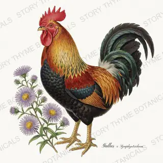 Rooster Aster — vintage botanical Wildflower Roosters print on a white background