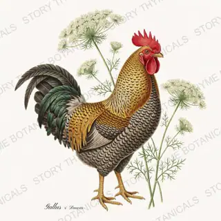 Rooster Queen Annes Lace — vintage botanical Wildflower Roosters print on a white background