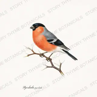 Bullfinch — vintage botanical Winter Birds print on a white background