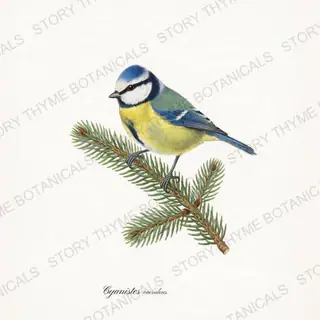 Blue Tit — vintage botanical Winter Birds print on a white background