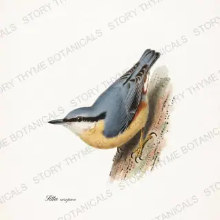 Nuthatch — vintage botanical Winter Birds print on a white background