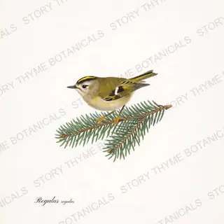 Goldcrest — vintage botanical Winter Birds print on a white background