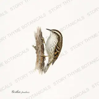 Treecreeper — vintage botanical Winter Birds print on a white background