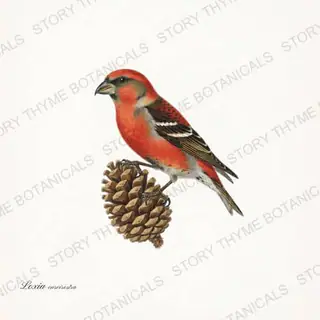 Crossbill — vintage botanical Winter Birds print on a white background