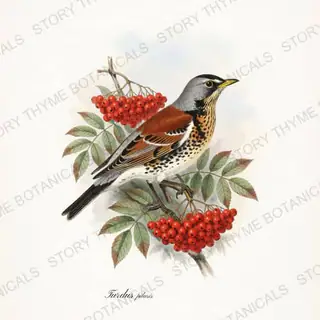 Fieldfare — vintage botanical Winter Birds print on a white background