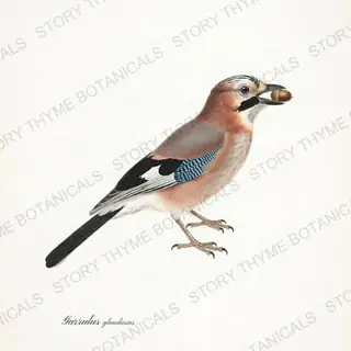 Eurasian Jay — vintage botanical Winter Birds print on a white background