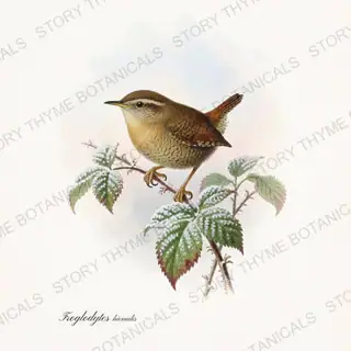 Winter Wren — vintage botanical Winter Birds print on a white background