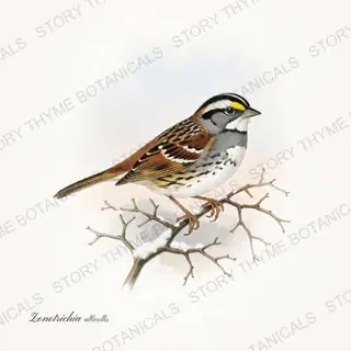 White Throated Sparrow — vintage botanical Winter Birds print on a white background