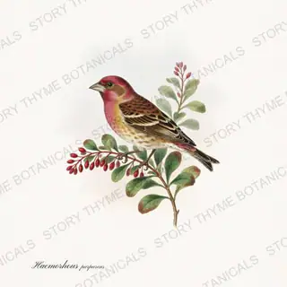 Purple Finch — vintage botanical Winter Birds print on a white background