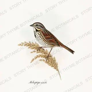 Song Sparrow — vintage botanical Winter Birds print on a white background