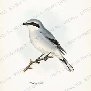 Northern Shrike — vintage botanical Winter Birds print on a white background