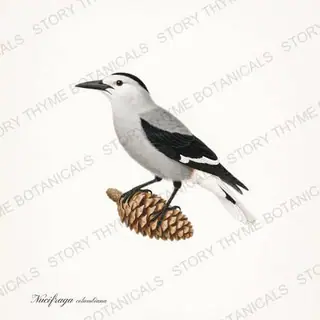 Nutcracker — vintage botanical Winter Birds print on a white background