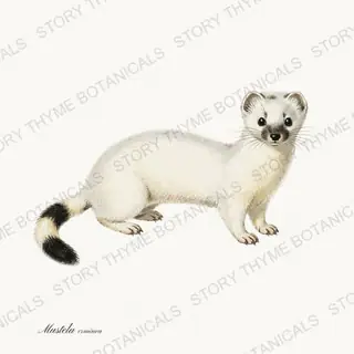 Ermine — vintage botanical Winter Lodge print on a white background
