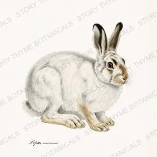 Snowshoe Hare — vintage botanical Winter Lodge print on a white background
