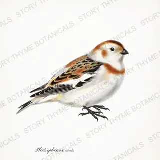 Snow Bunting — vintage botanical Winter Lodge print on a white background