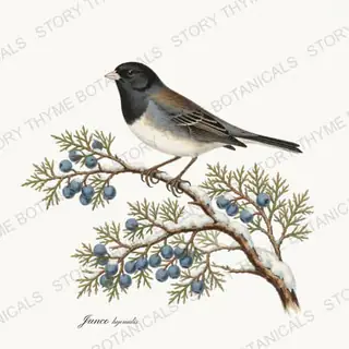 Dark Eyed Junco — vintage botanical Winter Lodge print on a white background