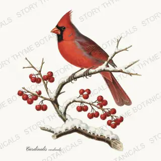 Northern Cardinal — vintage botanical Winter Lodge print on a white background