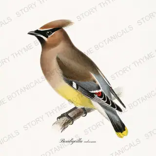 Cedar Waxwing — vintage botanical Winter Lodge print on a white background