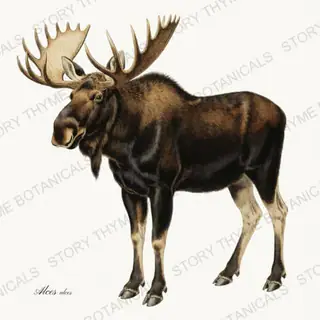Moose — vintage botanical Winter Lodge print on a white background