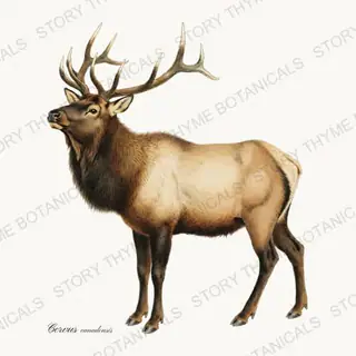 Elk — vintage botanical Winter Lodge print on a white background
