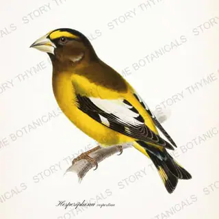 Evening Grosbeak — vintage botanical Winter Lodge print on a white background