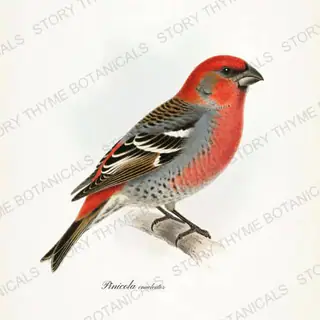 Pine Grosbeak — vintage botanical Winter Lodge print on a white background