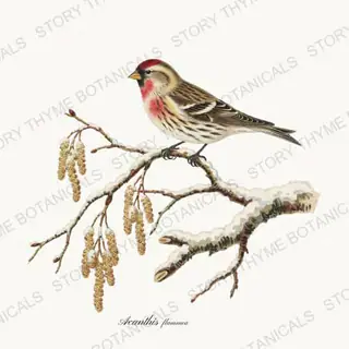 Common Redpoll — vintage botanical Winter Lodge print on a white background