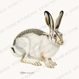 White Tailed Jackrabbit — vintage botanical Winter Lodge print on a white background