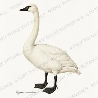 Tundra Swan — vintage botanical Winter Lodge print on a white background