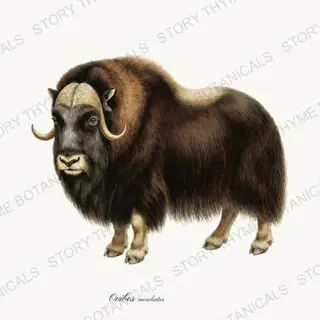 Musk Ox — vintage botanical Winter Lodge print on a white background