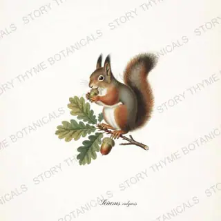 Red Squirrel — vintage botanical Woodland Climbers print on a white background