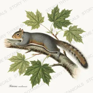 Grey Squirrel — vintage botanical Woodland Climbers print on a white background