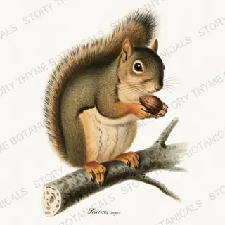 Fox Squirrel — vintage botanical Woodland Climbers print on a white background