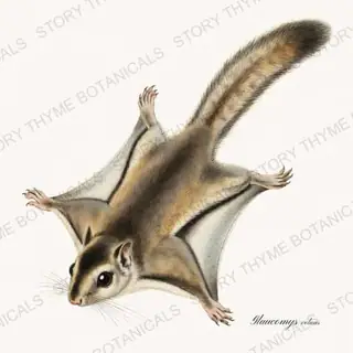 Flying Squirrel — vintage botanical Woodland Climbers print on a white background
