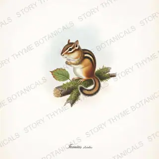 Chipmunk — vintage botanical Woodland Climbers print on a white background