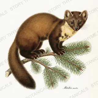 Pine Marten — vintage botanical Woodland Climbers print on a white background
