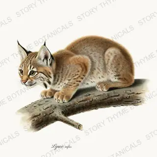 Bobcat Kitten — vintage botanical Woodland Climbers print on a white background