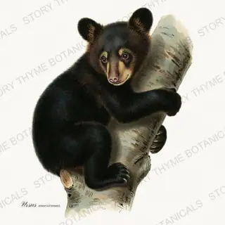 Bear Cub — vintage botanical Woodland Climbers print on a white background