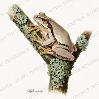 Tree Frog — vintage botanical Woodland Climbers print on a white background
