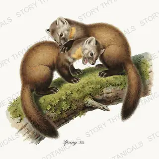 Marten Kits — vintage botanical Woodland Climbers print on a white background