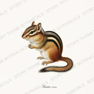 Eastern Chipmunk — vintage botanical Woodland Lodge print on a white background