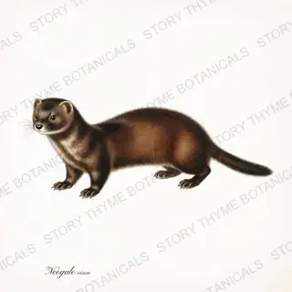 Mink — vintage botanical Woodland Lodge print on a white background