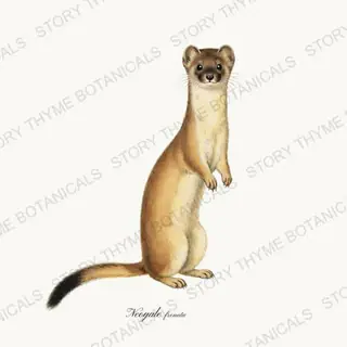 Long Tailed Weasel — vintage botanical Woodland Lodge print on a white background