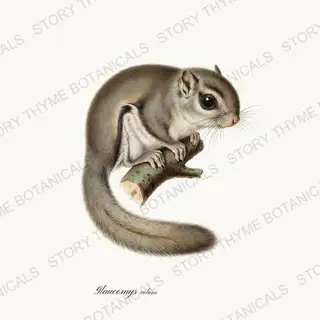 Flying Squirrel — vintage botanical Woodland Lodge print on a white background